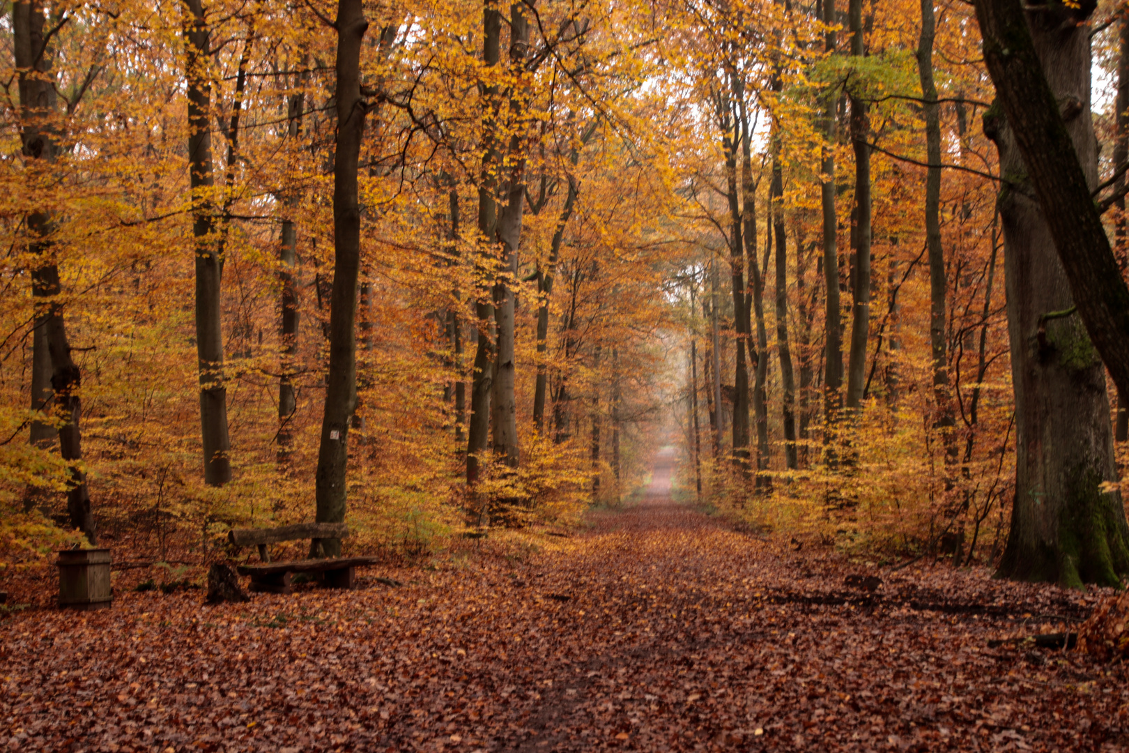 Herbstwald