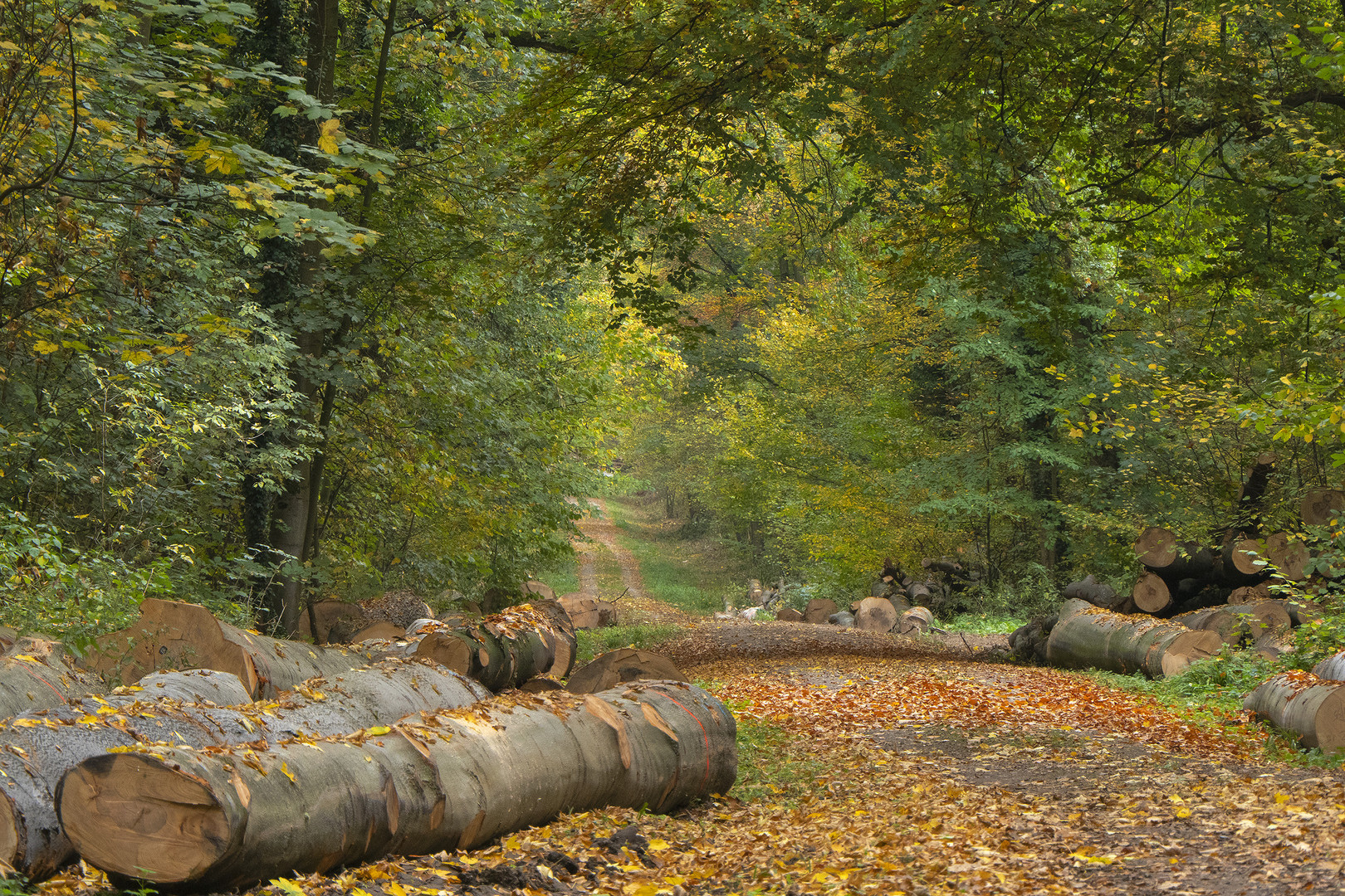 Herbstwald