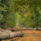 Herbstwald