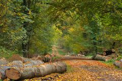 Herbstwald