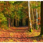 Herbstwald