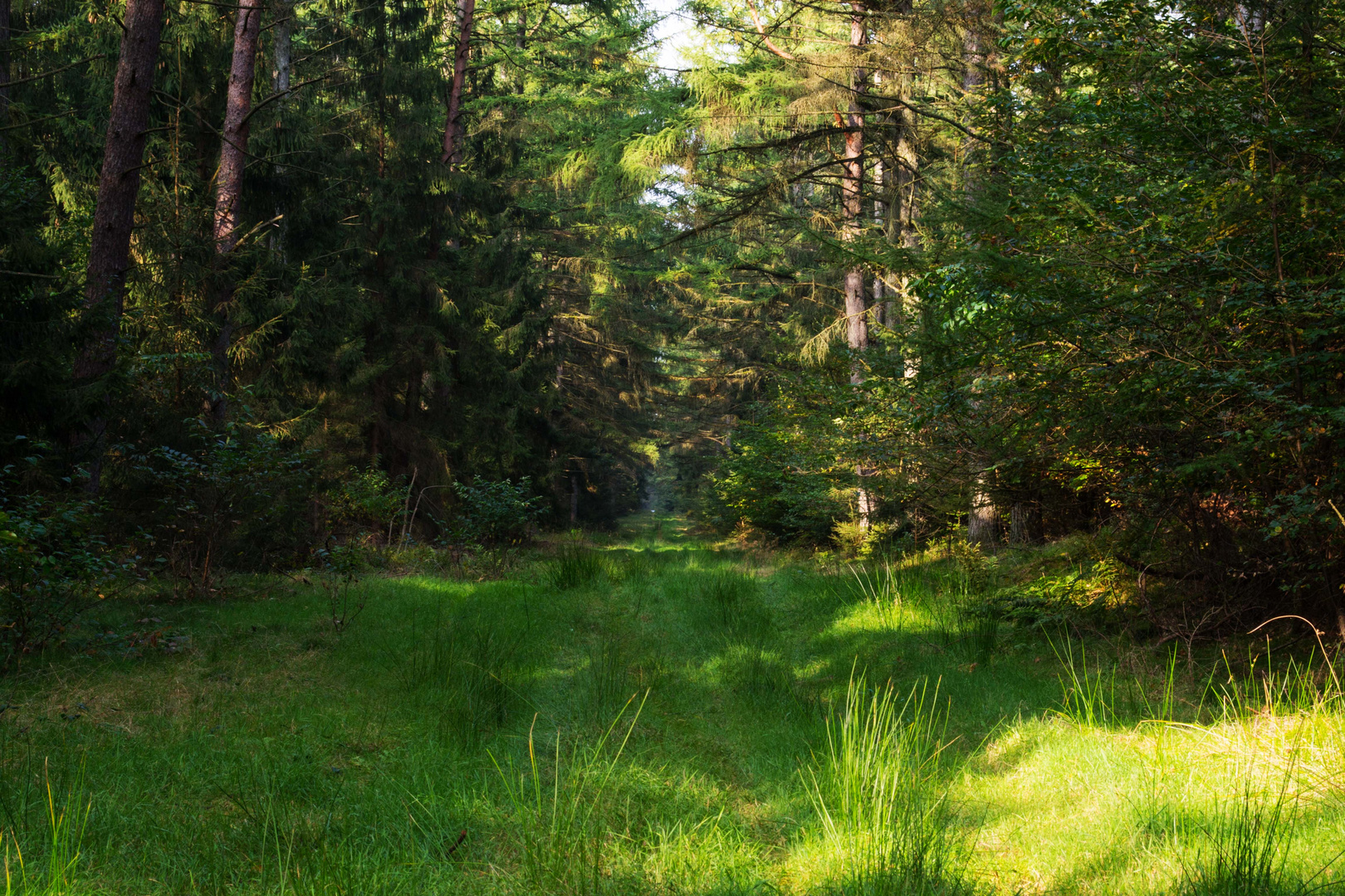 Herbstwald