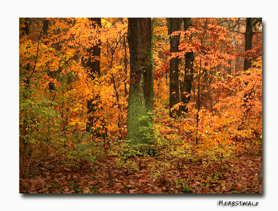 Herbstwald