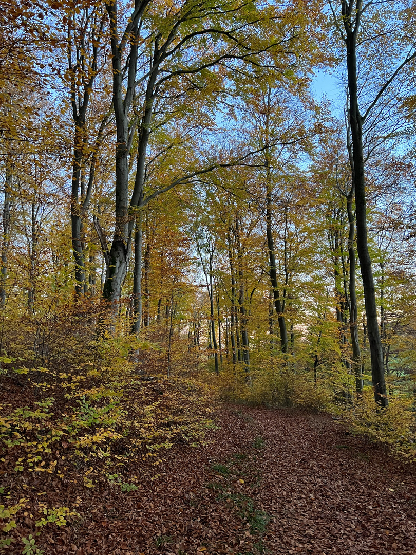 Herbstwald