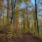 Herbstwald