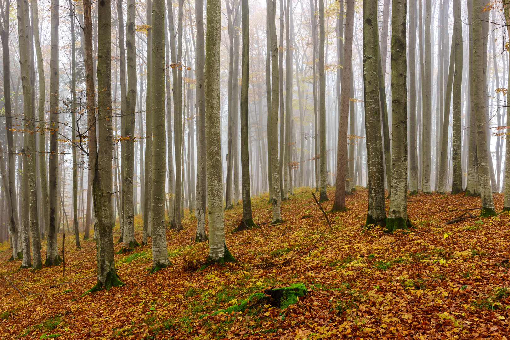 Herbstwald