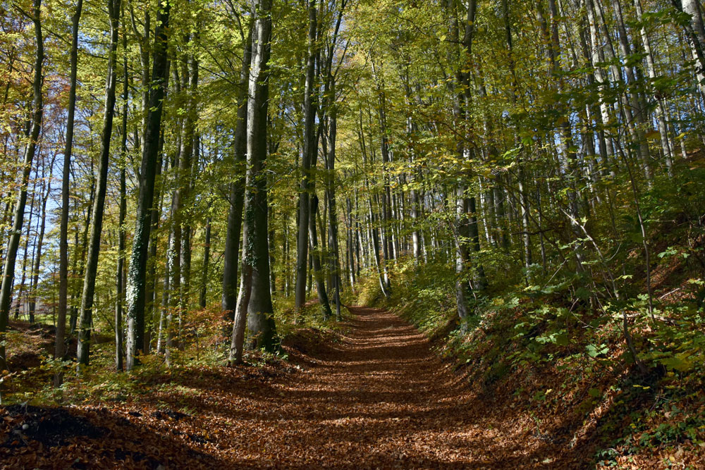 Herbstwald