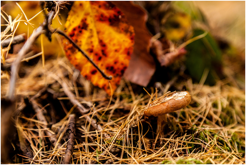 Herbstwald #5