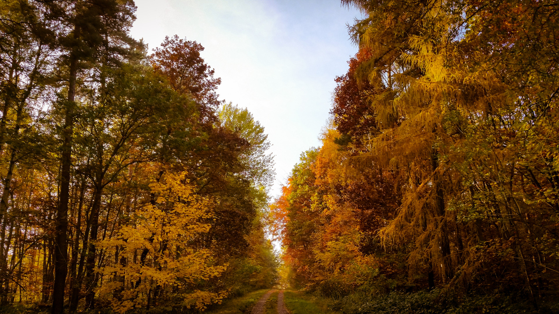 Herbstwald #5