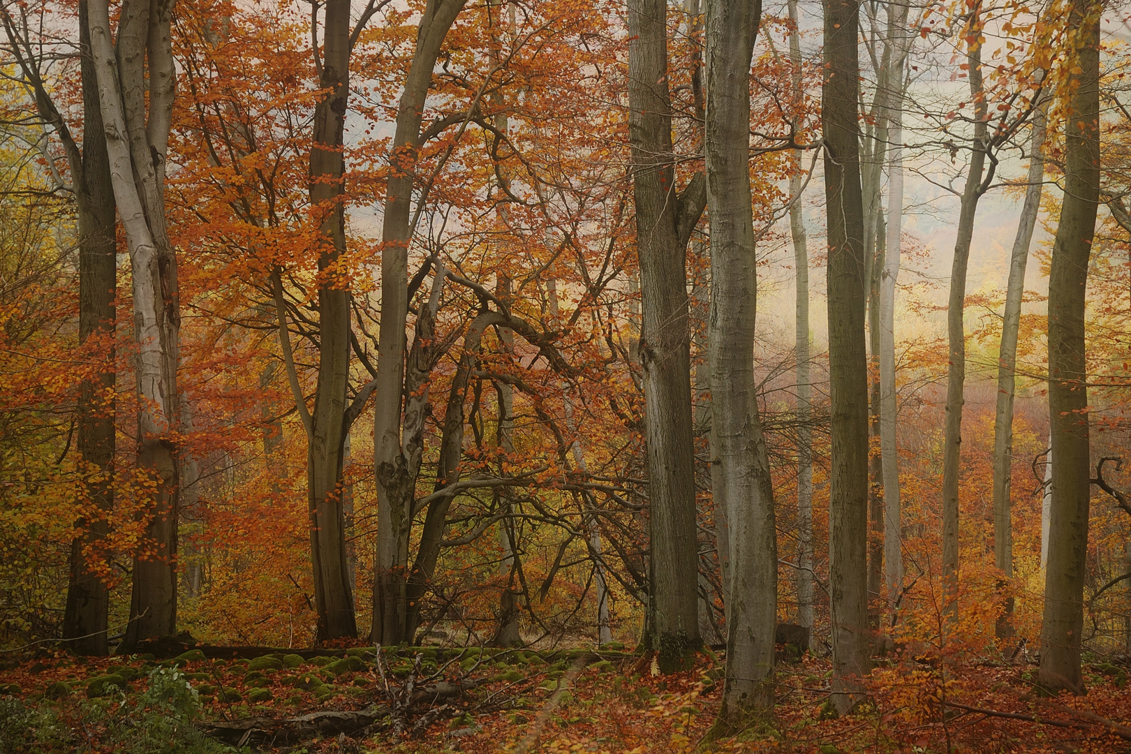 Herbstwald 5