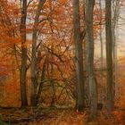 Herbstwald 5