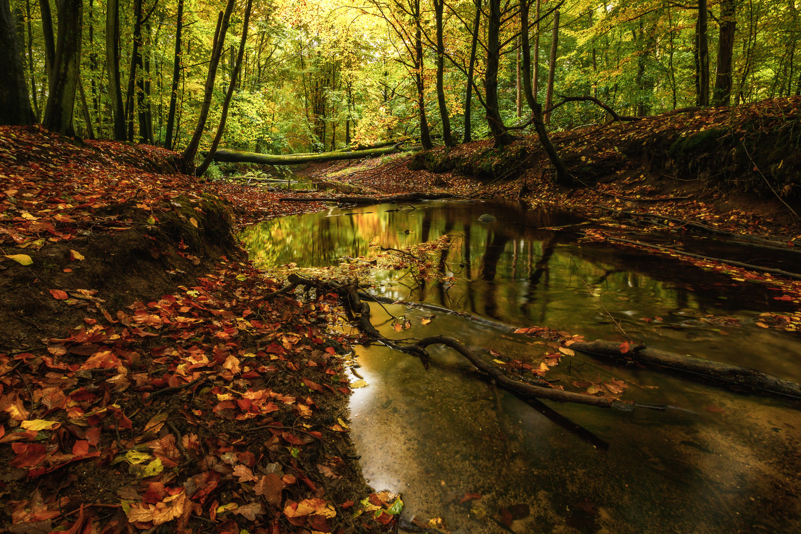 Herbstwald