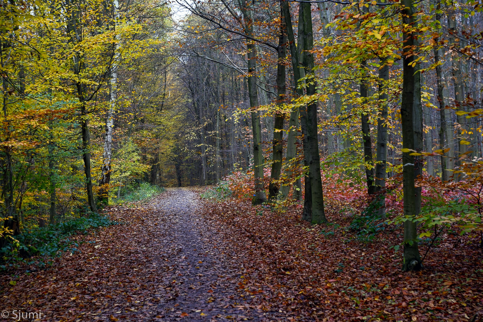 Herbstwald