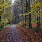 Herbstwald