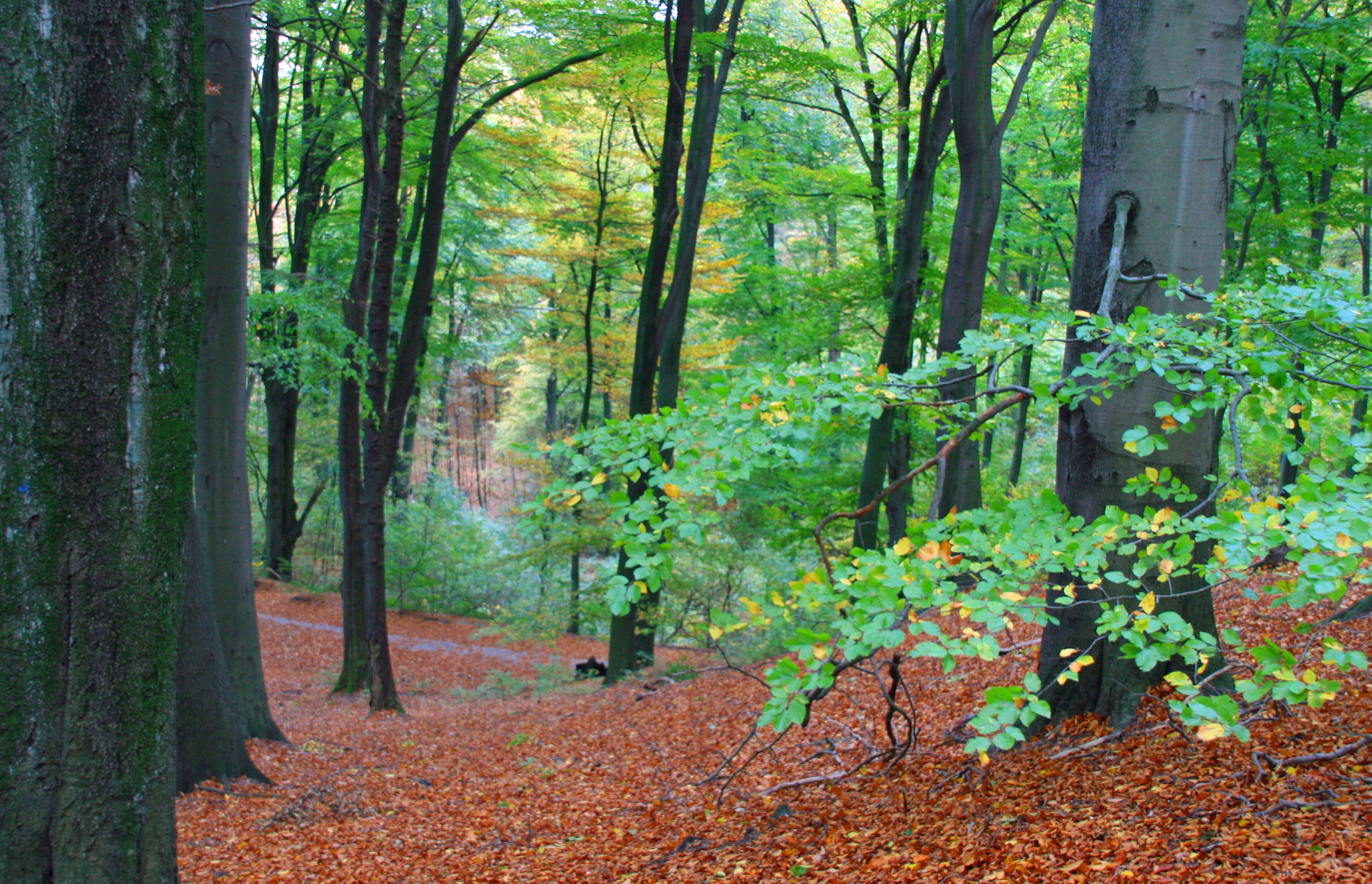 Herbstwald