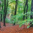 Herbstwald