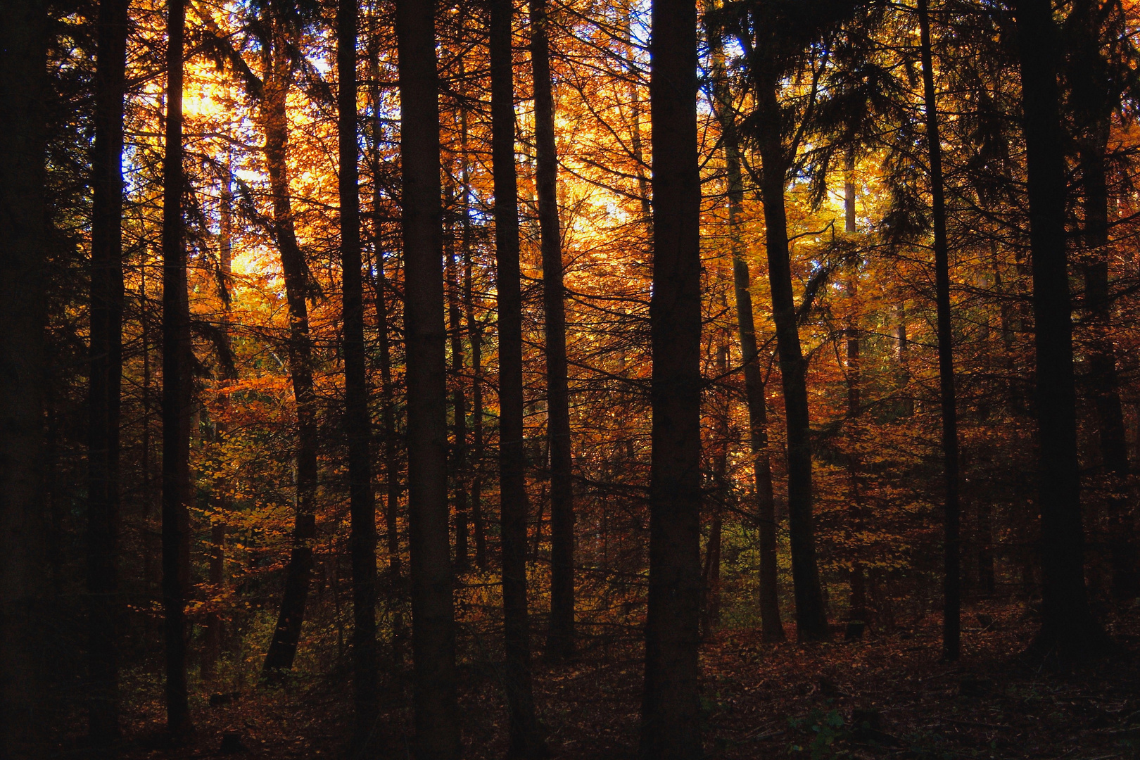 Herbstwald