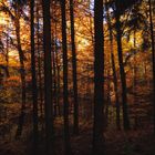 Herbstwald