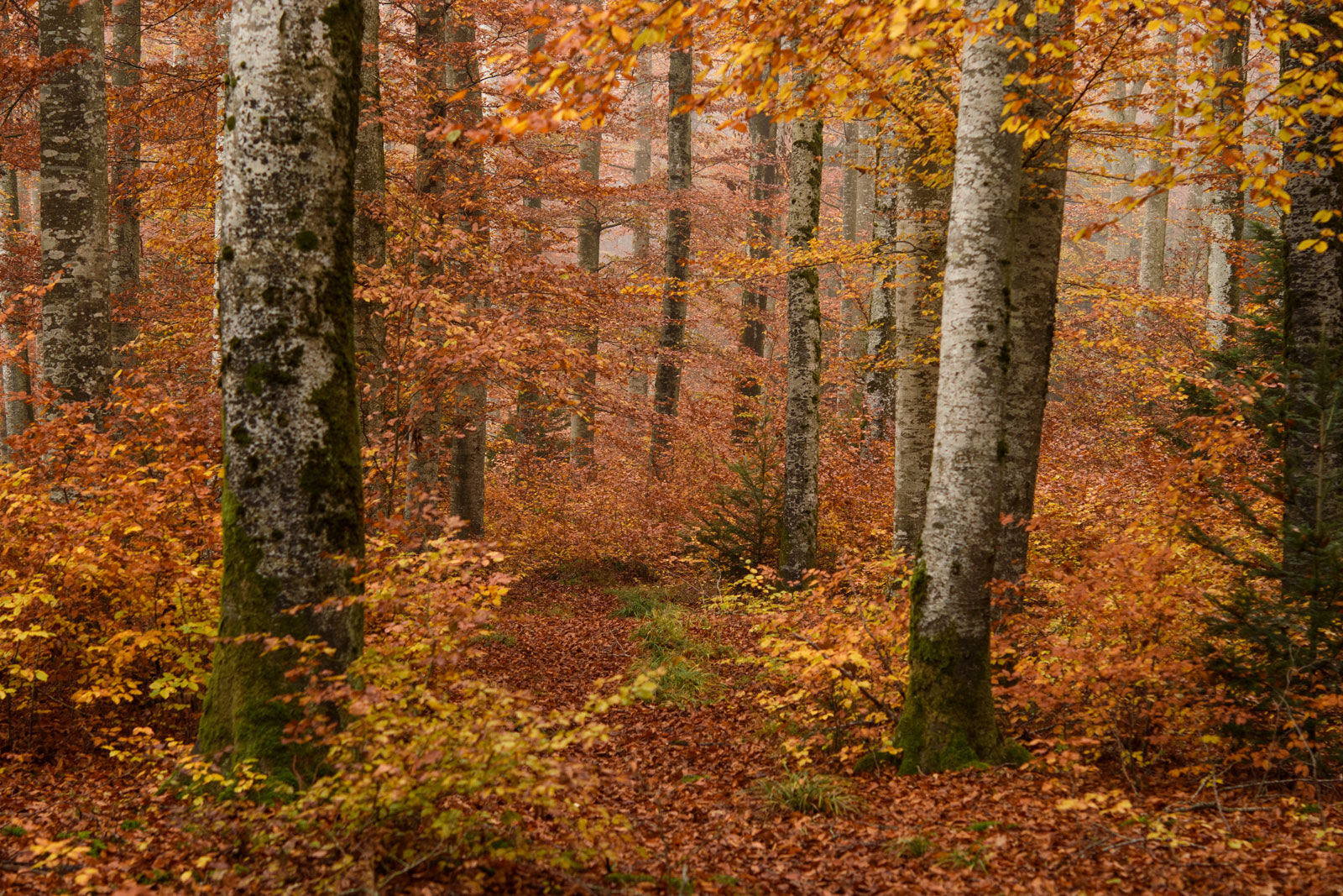 Herbstwald