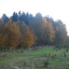 Herbstwald