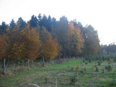 Herbstwald