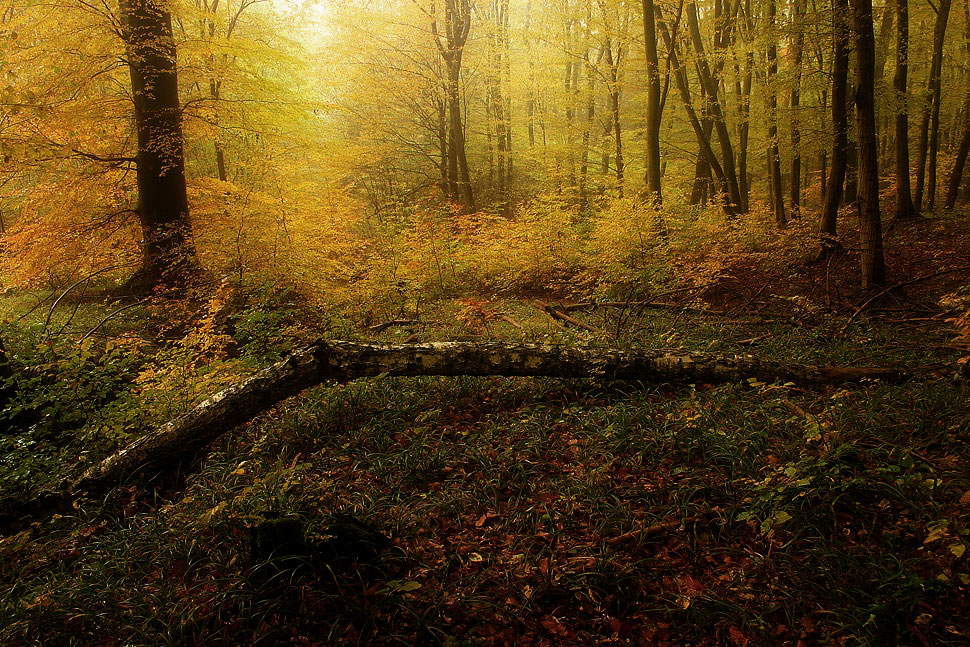 Herbstwald