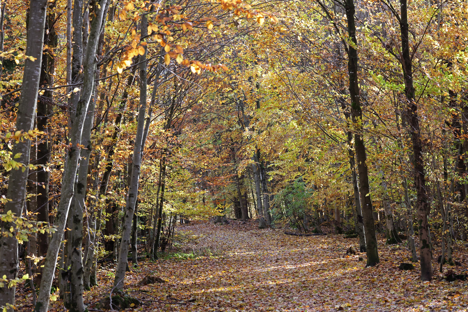 Herbstwald