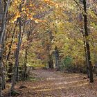 Herbstwald