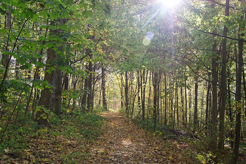 Herbstwald