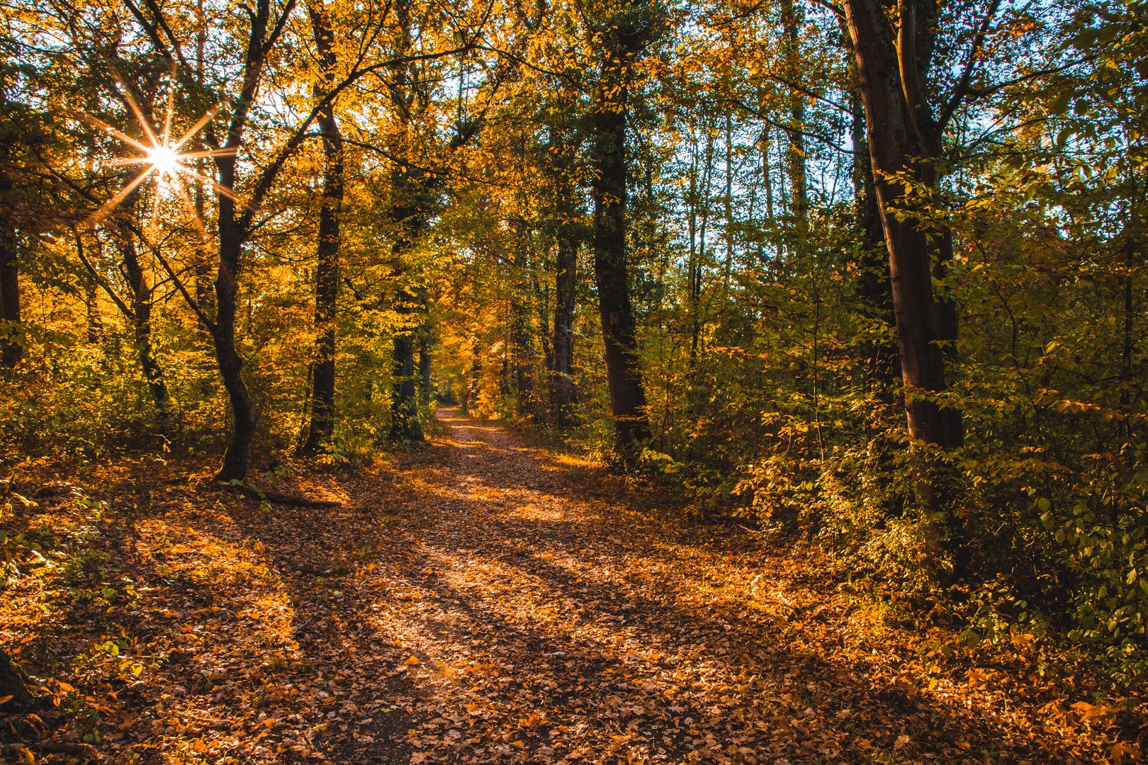 Herbstwald