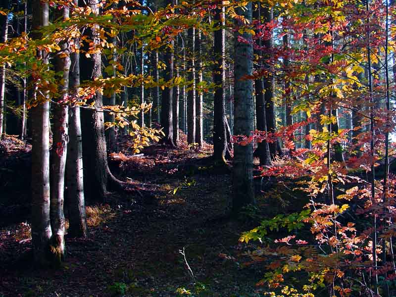 Herbstwald