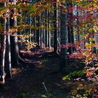 Herbstwald