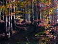 Herbstwald von Heinz Bestle