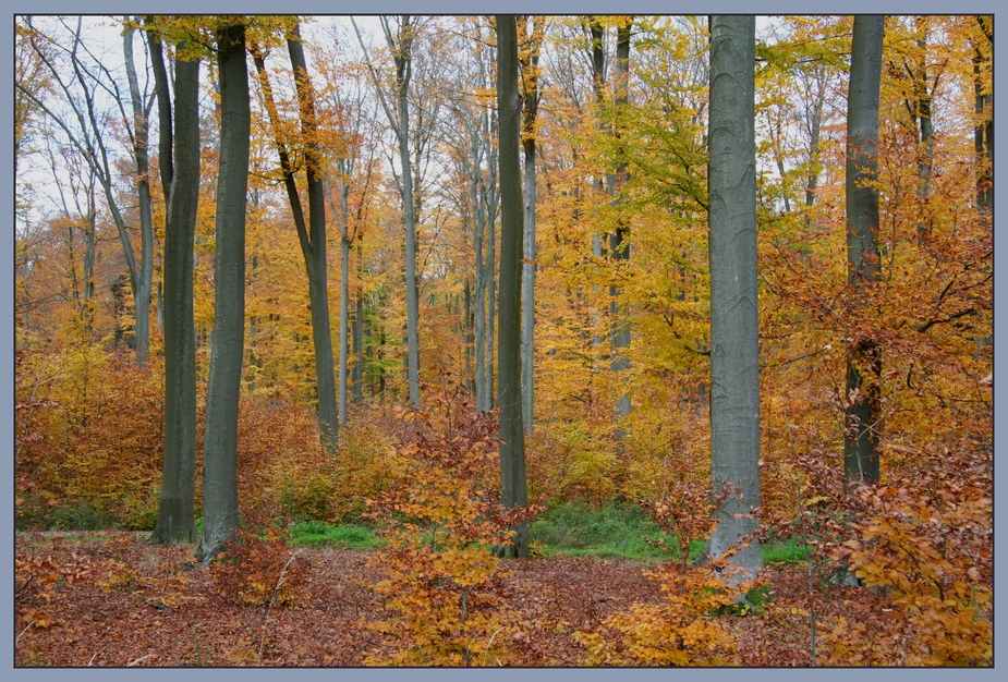 Herbstwald