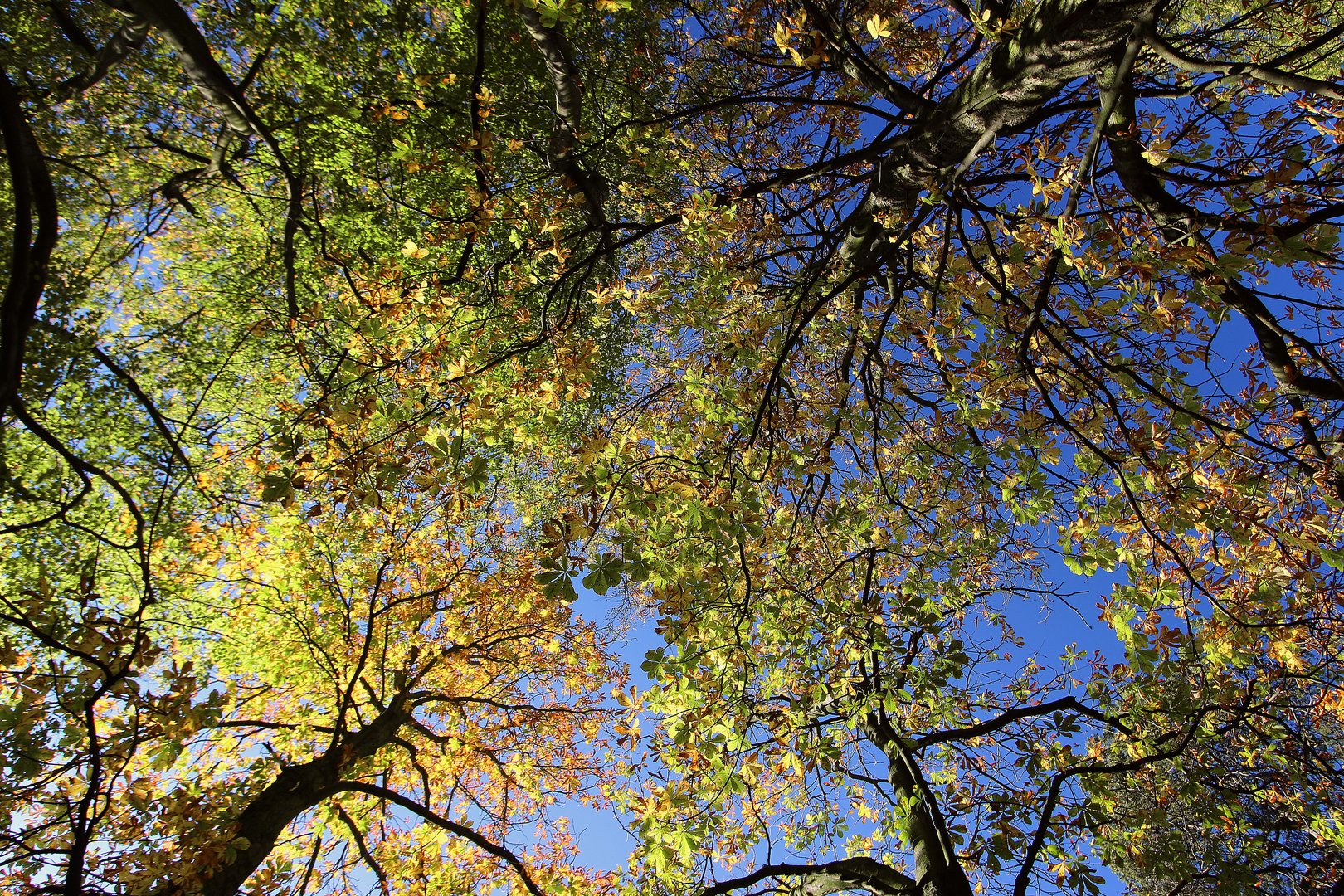 Herbstwald