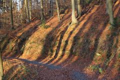 Herbstwald