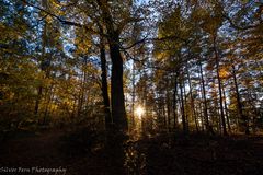 Herbstwald