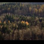 herbst.wald.