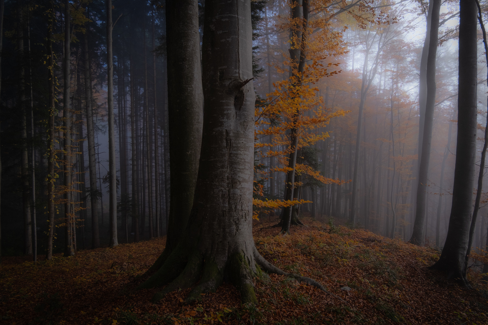 Herbstwald