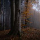 Herbstwald