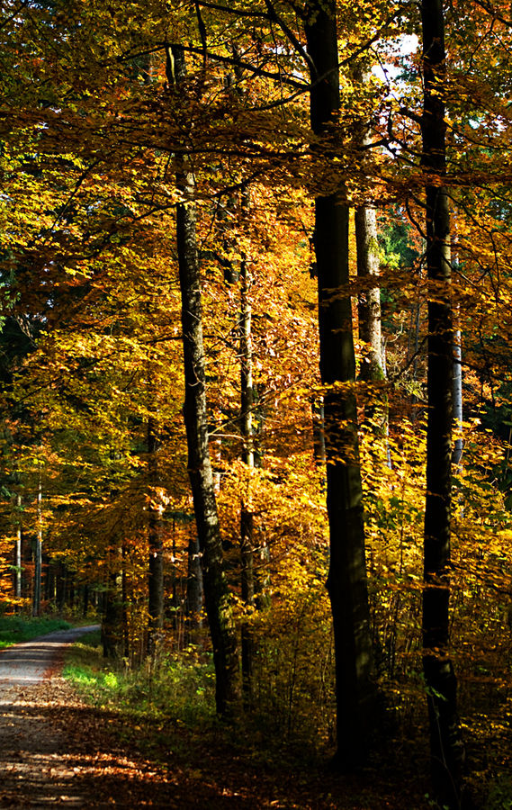 Herbstwald