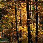 Herbstwald