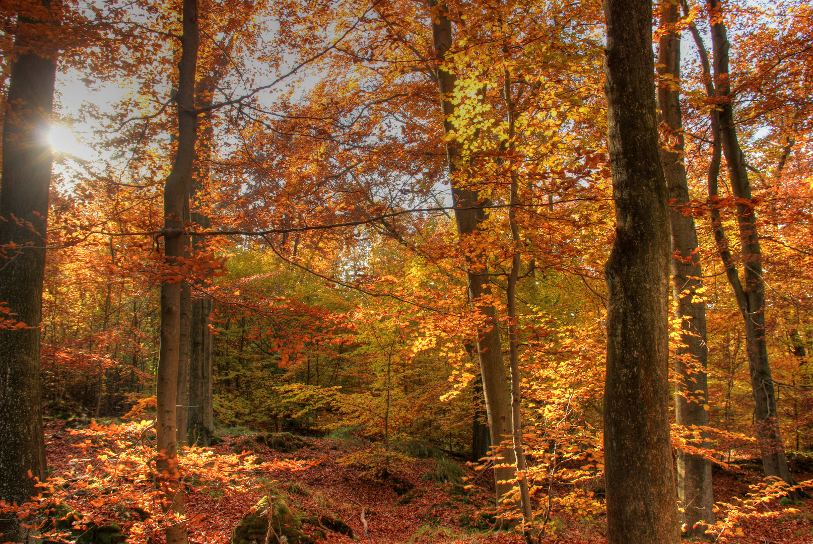 Herbstwald