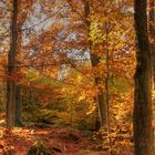 Herbstwald