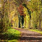 Herbstwald