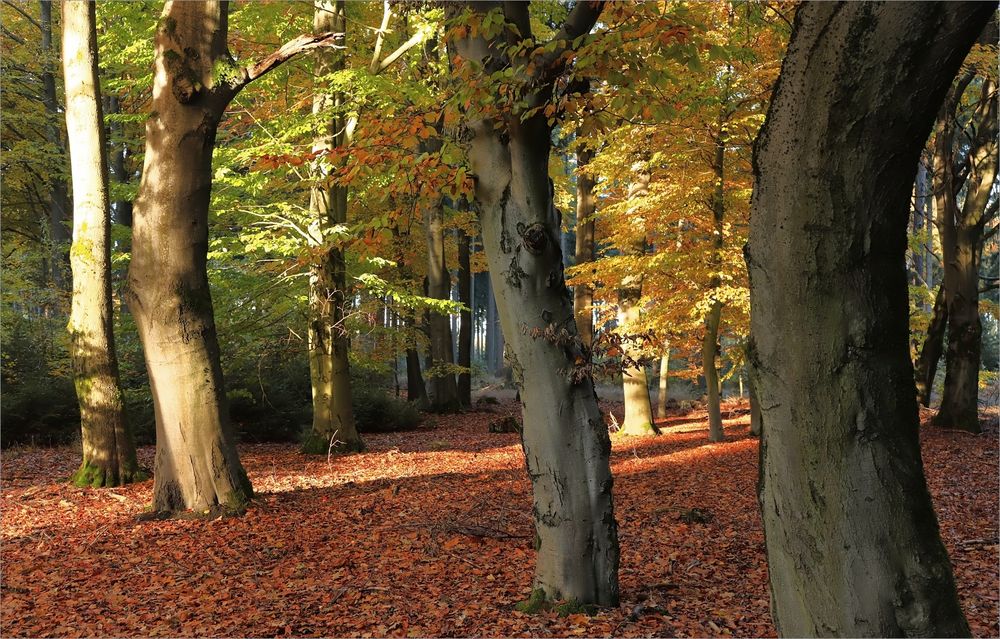 Herbstwald