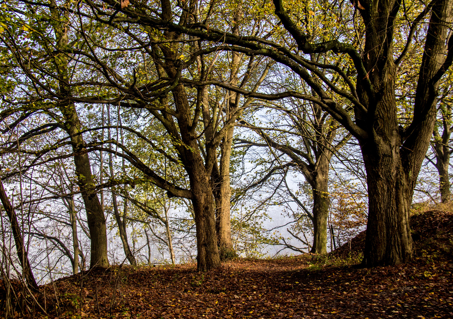 Herbstwald