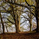 Herbstwald