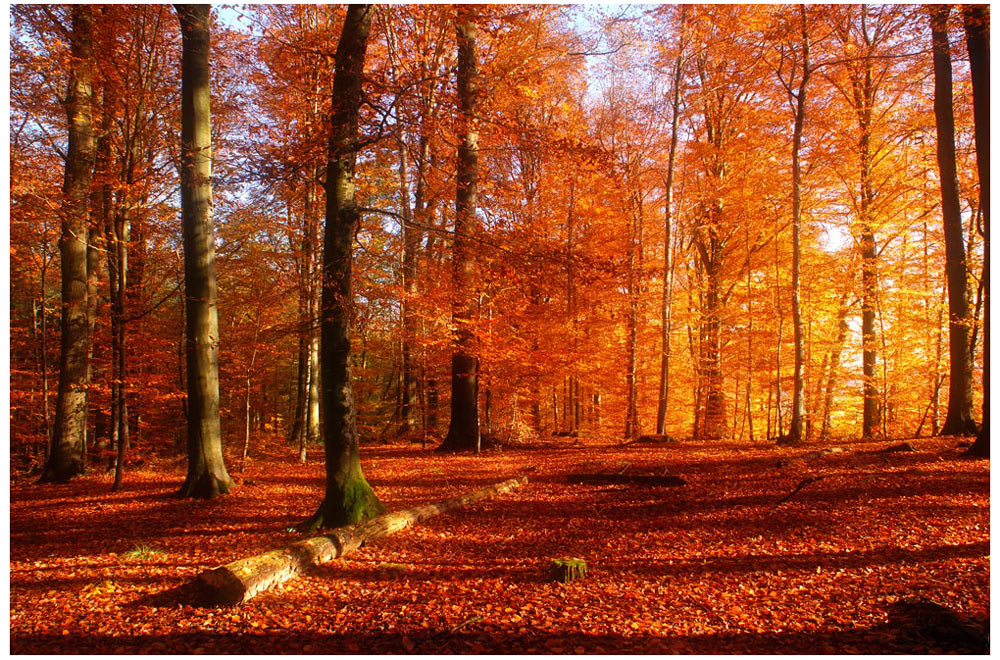 Herbstwald