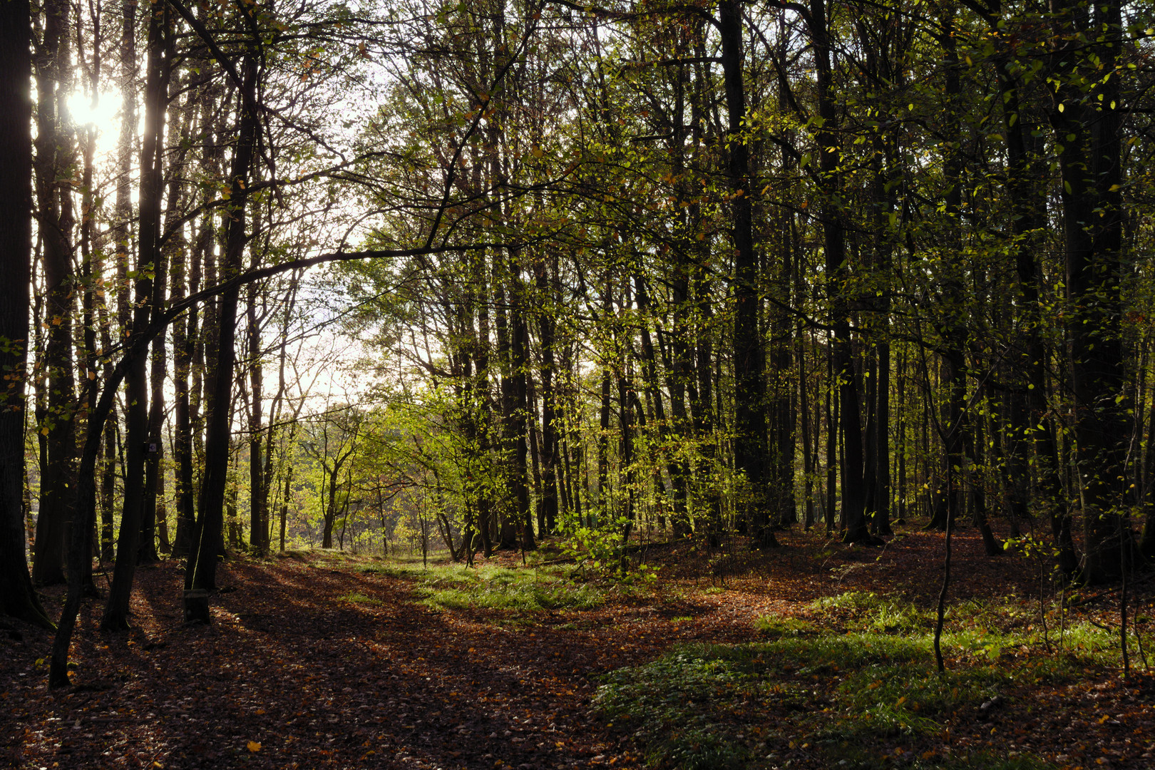 Herbstwald